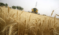 برداشت بیش از 76 هزار تن گندم در خراسان جنوبی